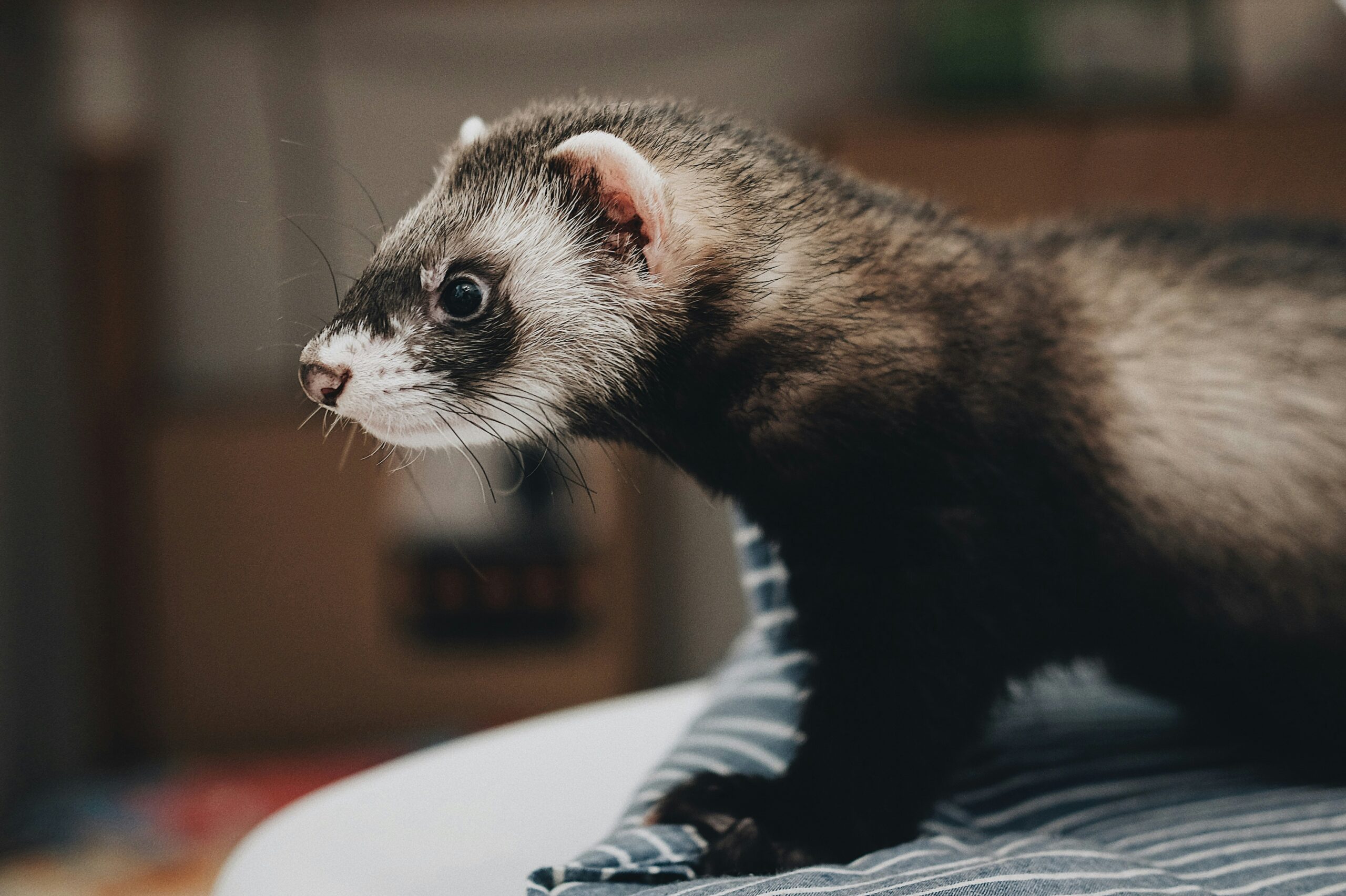 Can Ferrets Eat Chocolate? Understanding the Risks and Precautions.