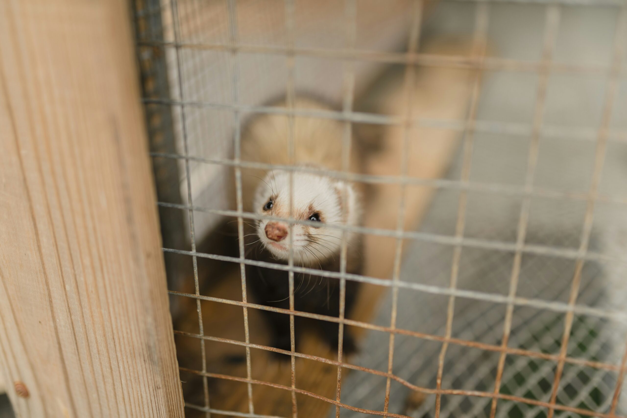 Can Ferrets Eat Peanut Butter? Risks and Alternatives